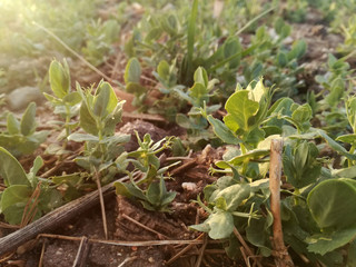The Sunset in the pea plantation. Legumes. Young plants growing healthy under the sun's rays. Planting of the pea seeds. Spanish countryside. Outdoor. Farming industry. Brown and green. 