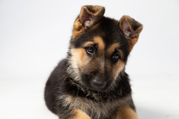 German shepherd in studio with white background