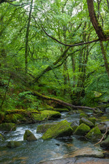 River Fowey and the Golitha Falls