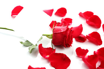 Red Rose & Petals with blank paper