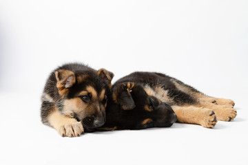 Two German Shepherd puppies sleeping in studio with white background- cute puppies