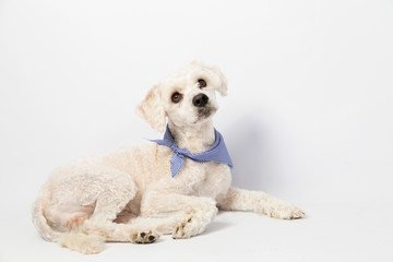 Cute french poodle lying with curiosity face looking up on white background- full body