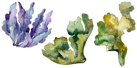 Green and blue aquatic underwater nature coral reef. Watercolor background set. Isolated coral illustration element.