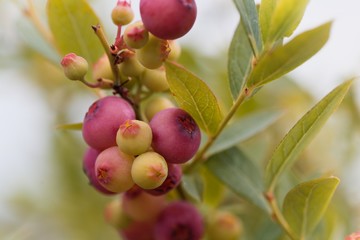 Pink colored fruits of a cultivated blueberry, Vaccinium corymbosum