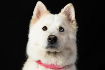 Beautiful siberian husky bitch with heterochromia on a black background- dog with eyes of different colors