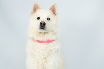 Portrait of cute siberian husky with heterochromia in studio with gray background- dog with one brown eye and one blue