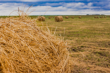 yellow Twisted haystack on the field of agriculture landscape