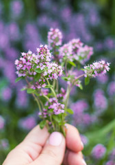 Fototapeta na wymiar fresh flowers of thyme in the hands of a woman , shot in soft focus