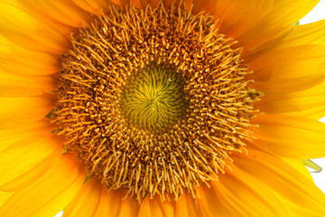beautiful sunflower