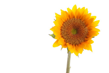 Fresh and beautiful sun flower on the white background