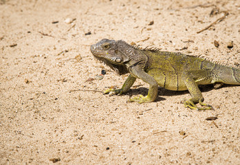 Green lizard sunbathing on the sand