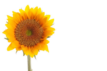 Obraz premium Fresh and beautiful sun flower on the white background