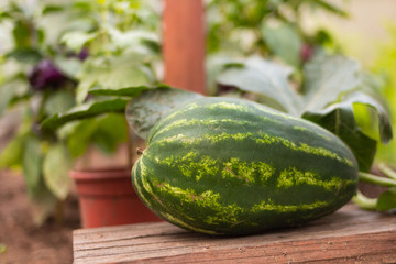 Organic homegrown watermelon on vegetable country garden