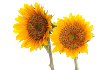 Obraz premium Fresh and beautiful sun flower on the white background