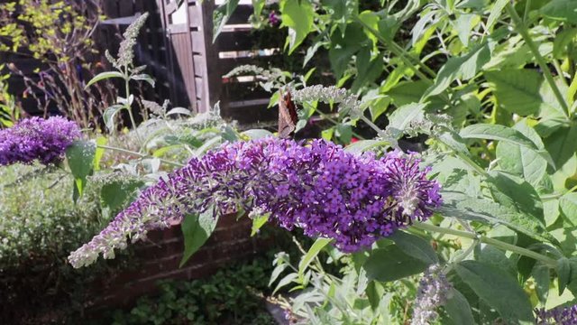 Tortoiseshell butterfly (Aglais urticae) feeding on nectar from purple buddleia flowers