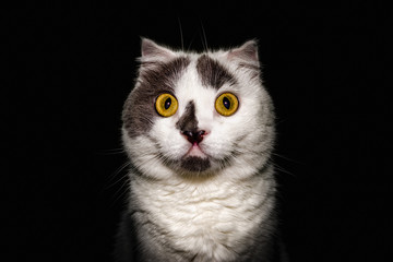 black white cat with yellow eyes on a black background close up