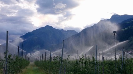 Apfelplantagen bei Meran, Apfelanbau in Südtirol