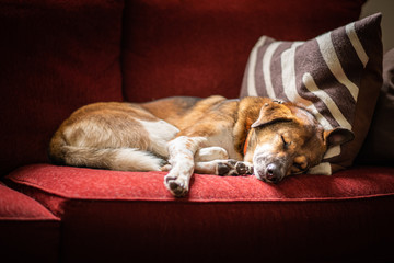 Brown dog sleeping on red couch