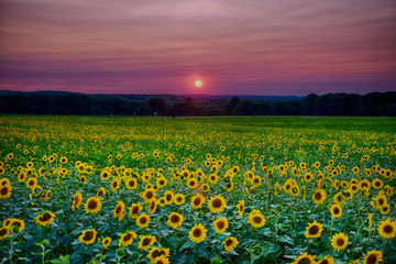 Sunflower field