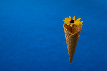 one garden flower with a sugar cone