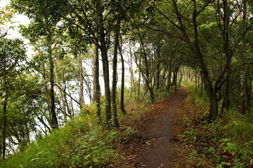 Fototapeta premium View on a forest path in a cloudy weather. Doi Suthep, Thailand