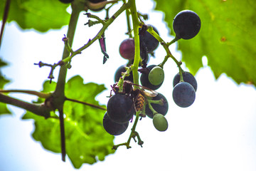 wasps and grapes