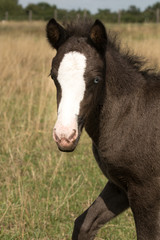 Portrait blauäugiges Islandfohlen © Ingairis