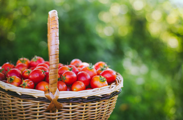 Wicker basket full of cherry tomatoes . Freshly harvested organic tomatoes. Small red tomatoes.