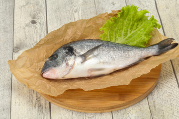 Raw Dorada fish  for cooking