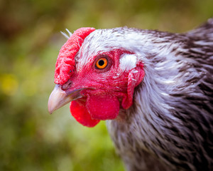 Portrait of a chicken head with a blurred background. 