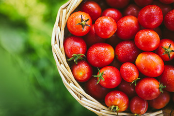 Freshly picked organic cherry tomatoes. Small red tomatoes in a wicker basket. Fresh organic tomatoes.