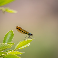 The river jewel-wing damselfly (Calopteryx aequabilis) 