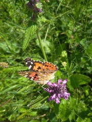 beautiful orange butterfly on a pink flower in the field