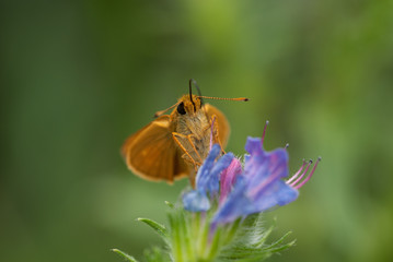 la farfalla prende il nettare dal fiore