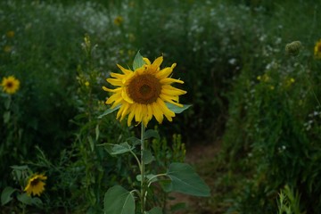 Close up of Sunflower against bright blue sky background, selective focus