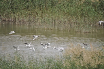The beautiful bird Larus ridibundus (Black-headed Gull) in the natural environment