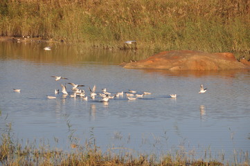 The beautiful bird Larus ridibundus (Black-headed Gull) in the natural environment