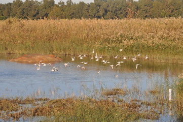 The beautiful bird Larus ridibundus (Black-headed Gull) in the natural environment