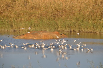 The beautiful bird Larus ridibundus (Black-headed Gull) in the natural environment