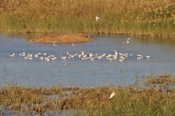 The beautiful bird Larus ridibundus (Black-headed Gull) in the natural environment