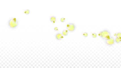 Vector Realistic Pink Petals Falling on Transparent Background.  Spring Romantic Flowers Illustration. Flying Petals. Sakura Spa Design. Blossom Confetti.