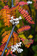Close up of vibrant orange autumn leaves from Koehne mountain ash, White Fruited Chinese Rowan, Sorbus koehneana, with many white berries