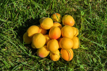 Apricots. Ripe nice apricots on grass. Ripe apricots on a background of green grass.