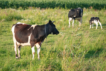 Cows graze on a juicy meadow on a summer day