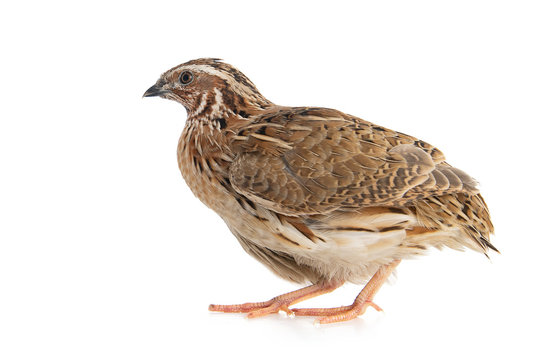Wild quail, Coturnix coturnix, isolated on a white background