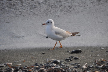 The beautiful bird Larus ridibundus (Black-headed Gull) in the natural environment
