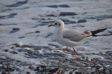 The beautiful bird Larus ridibundus (Black-headed Gull) in the natural environment