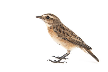 Whinchat, Saxicola rubetra, isolated on white background.