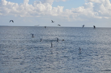 The beautiful bird Larus ridibundus (Black-headed Gull) in the natural environment