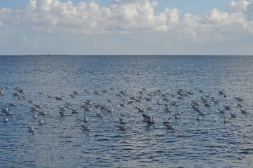 The beautiful bird Larus ridibundus (Black-headed Gull) in the natural environment